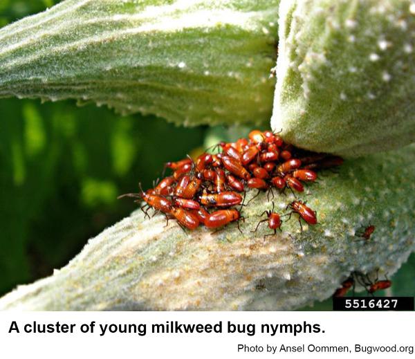 A cluster of young milkweed bug nymphs